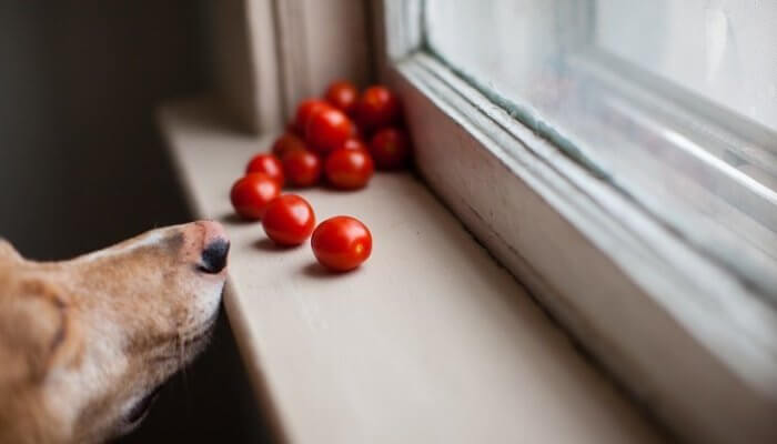 perro junto a la venta olfateando tomates cherry