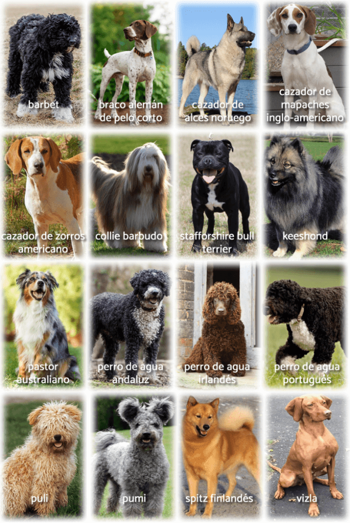 Arnés Para Perros Ajustable, Color, Cuatro Tamañ... – Vicedeal