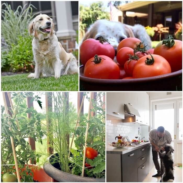 plantas de tomates sembradas en macetas