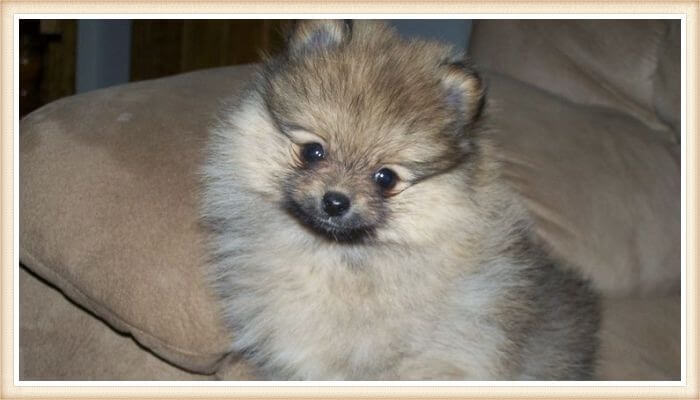 adorable pomerania azul-sable sentado sobre el sofá