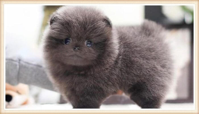 hermoso cachorro pomerania azul 