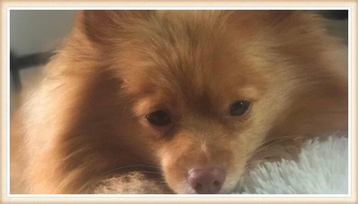 pomerania castor con mirada melancólica