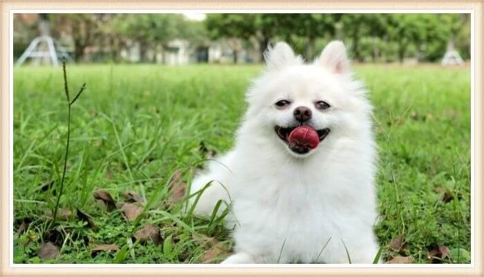 alegre pomerania blanco jugando en la naturaleza