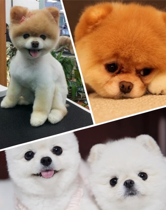 pomerania cara de oso sonriente