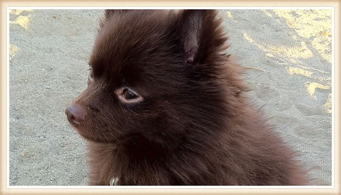 pomerania de color chocolate intenso