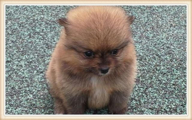 pomerania chocolate-sable de tamaño mini