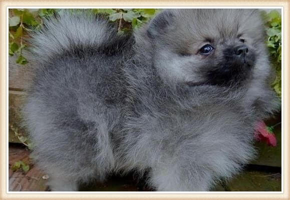 pequeño pomerania gris-lobo 