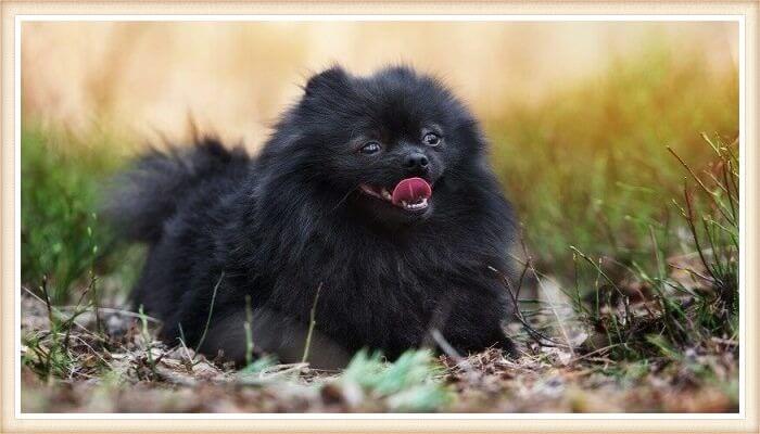 pomerania negro feliz echado sobre la hojarasca