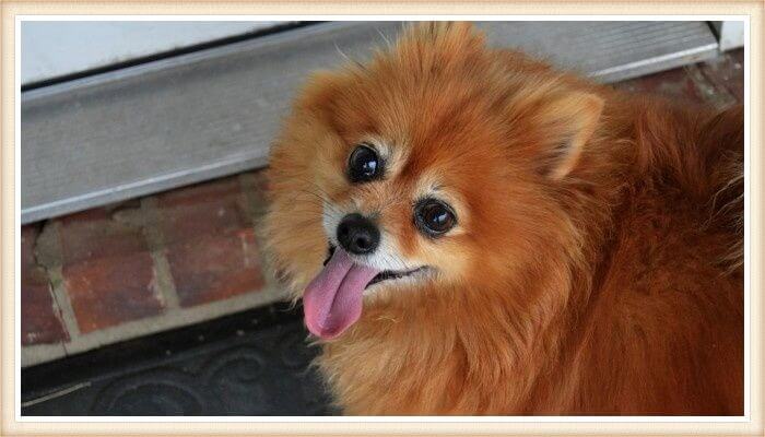 pomerania rojo con la lengua afuera