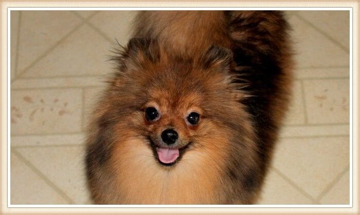 pomerania rojo-sable sonriente