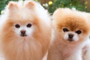 pomerania cara de zorro junto a un pomerania cara de oso