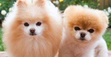 pomerania cara de zorro junto a un pomerania cara de oso