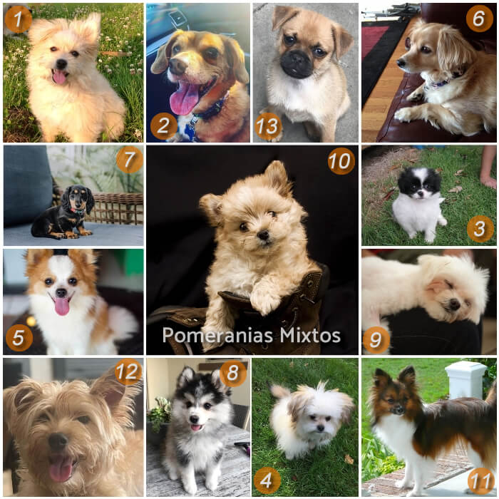 imagen collage de pomeranias mixtos