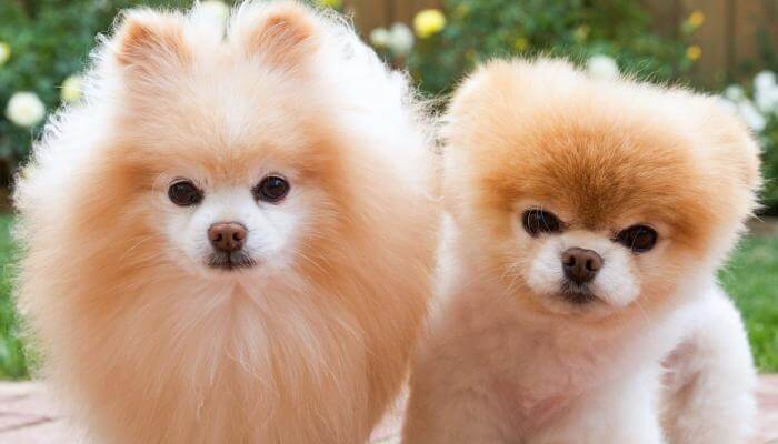 pomerania cara de zorro junto a un pomerania cara de oso