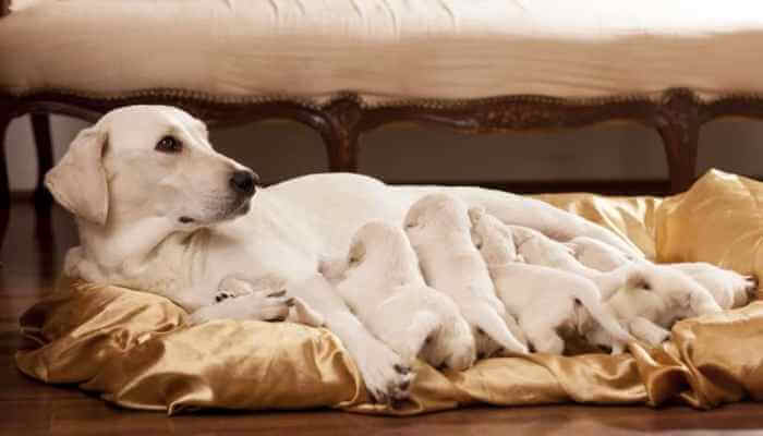 perra echada amamantando a sus cachorros