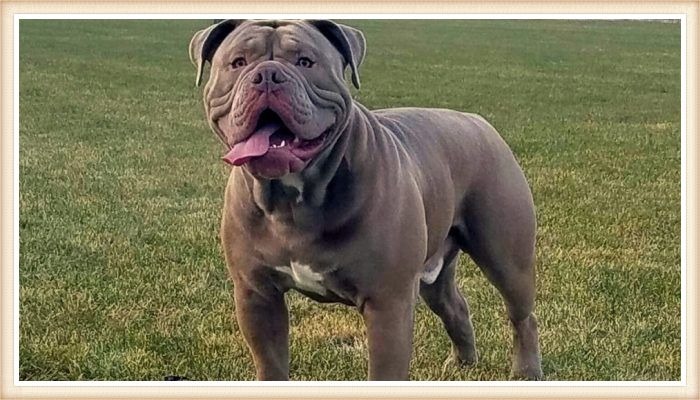 bulldogge marrón alerta con la lengua afuera