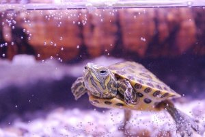 tortuga nadando dentro del acuario