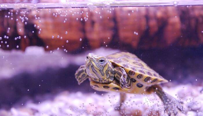 tortuga nadando dentro del acuario