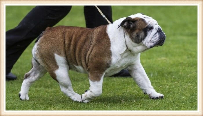 bulldog australiano caminando atado de la correa