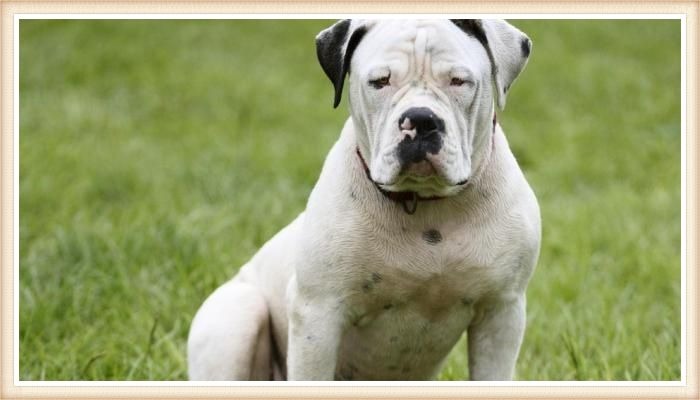 bulldog catahoula sentado sobre sus patas traseras