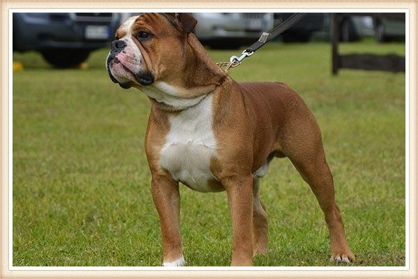 bulldog continental atado de una correa