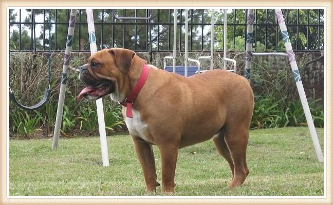 poderoso bulldog del Valle con collar rojo