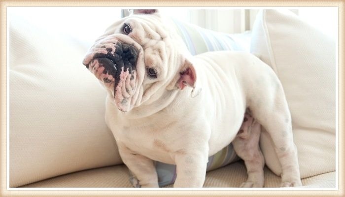 bulldog inglés blanco parado sobre el sofá