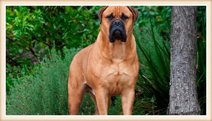 poderoso bullmastiff de pie entre los arbustos