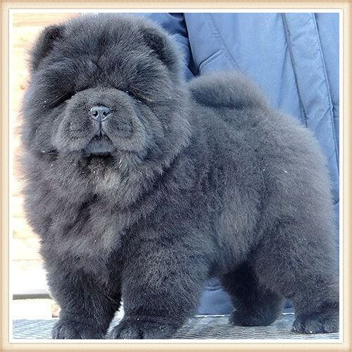 cachorro chow chow azul sobre la mesa