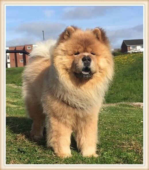 chow chow de color leonado parado sobre el césped