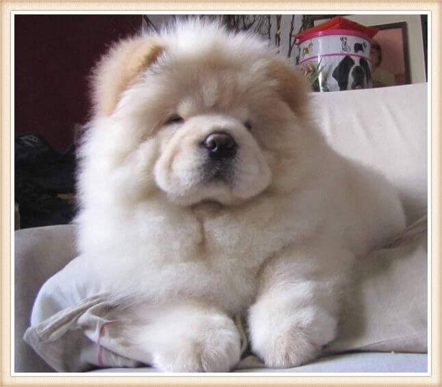 hermoso chow chow crema acostado en el sofá