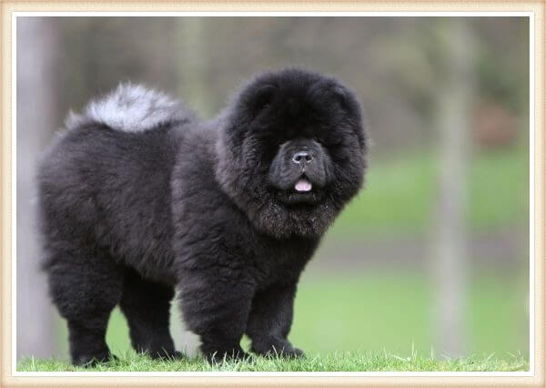 bonito chow chow negro de pelo mullido