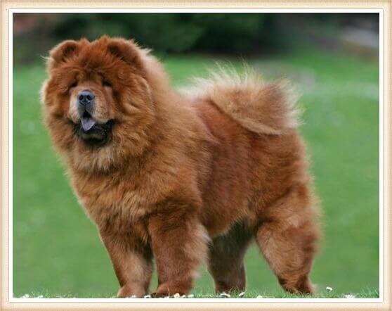 perro chow chow rojo parado y atento