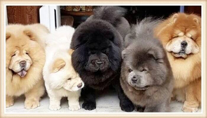 chow chows de todos los colores