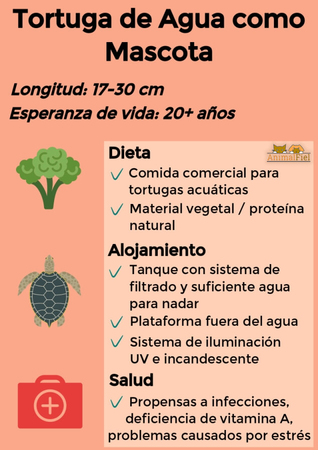 imagen resumen sobre cuidados de las tortugas acuáticas