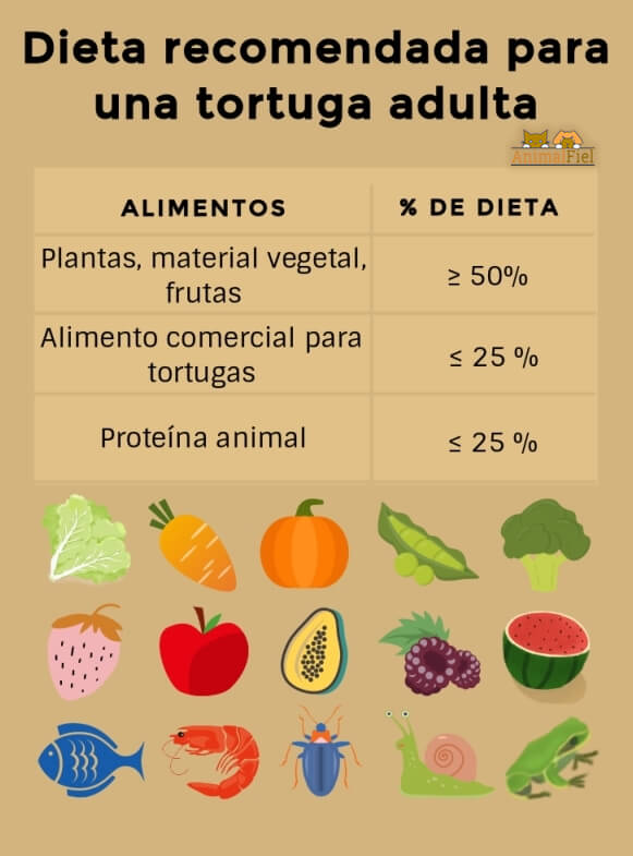 imagen diseño sobre la dieta de las tortugas