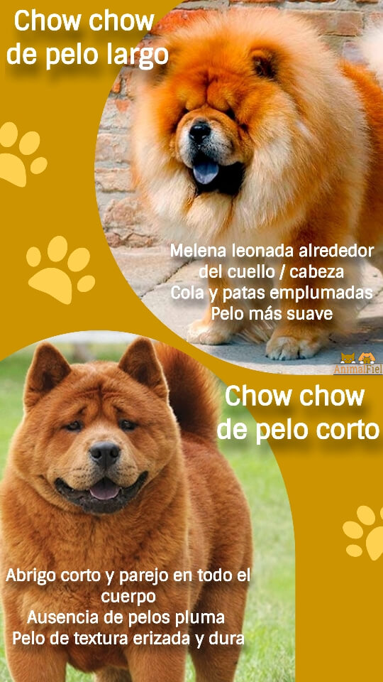 imagen diseño diferencias entre chow chows