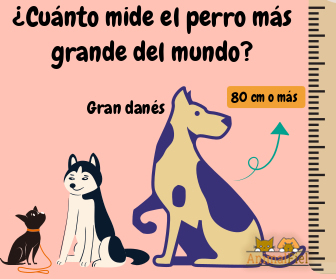 imagen diseño perro más grande 