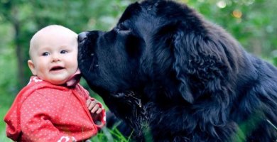 perro gigante besando a un bebé