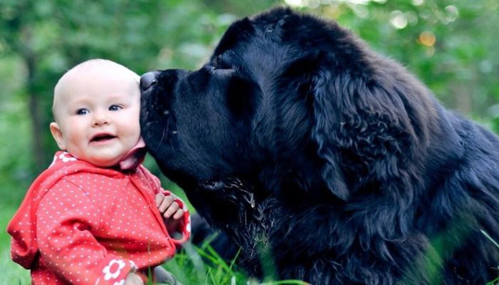 perro gigante besando a un bebé