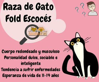 imagen diseño sobre la raza fold escocés