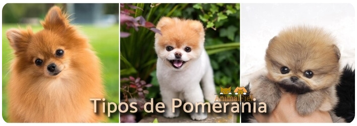 tira imagen con 3 tipos de pomerania