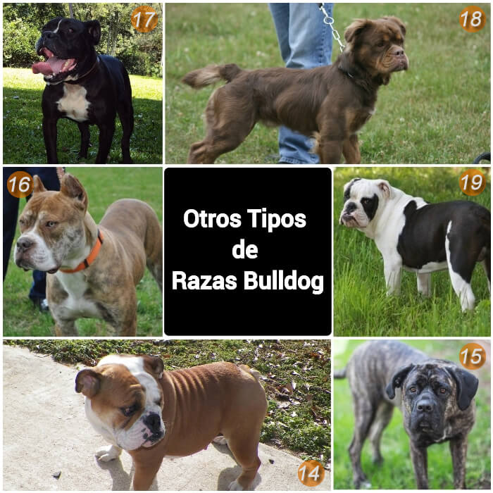 imagen collage de otros tipos de bulldogs