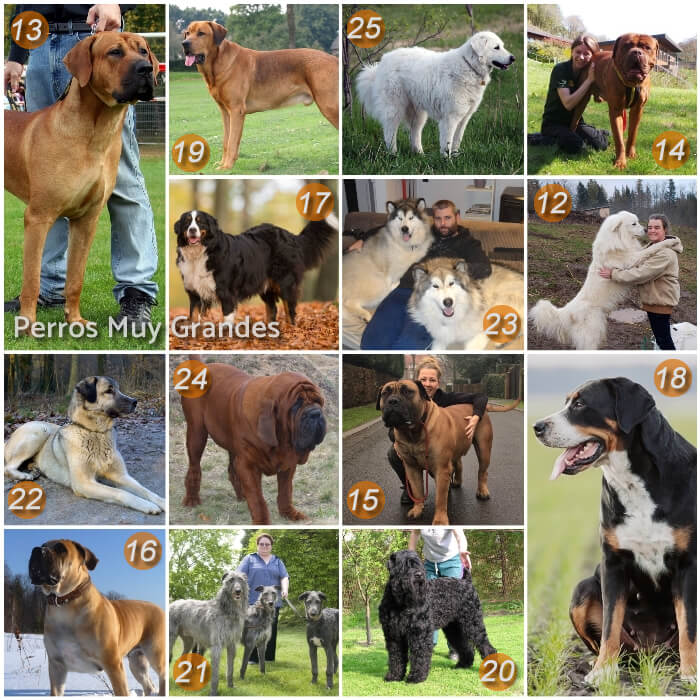 imagen collage de otras razas de perros muy grandes