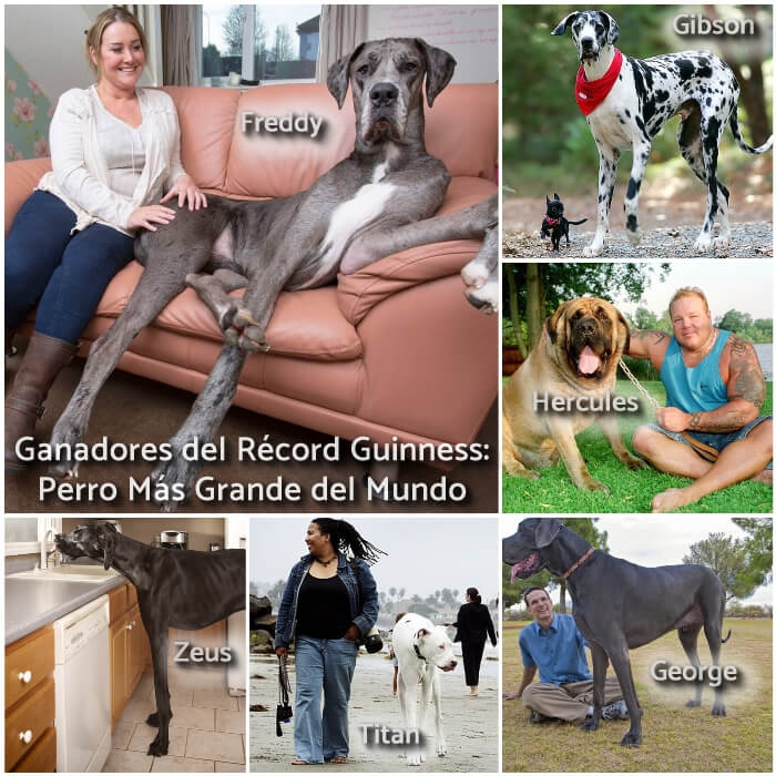 los perros más grande del mundo con record guiness