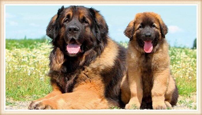 perros de raza leongerber descansando entre las flores