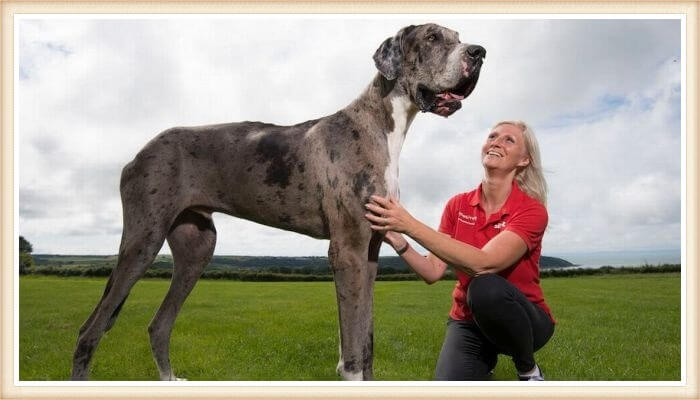 gran danés gigantesco junto a su dueña