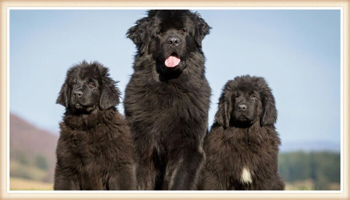 trío de perros terranovas negros