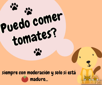 mensaje sobre perros y tomate