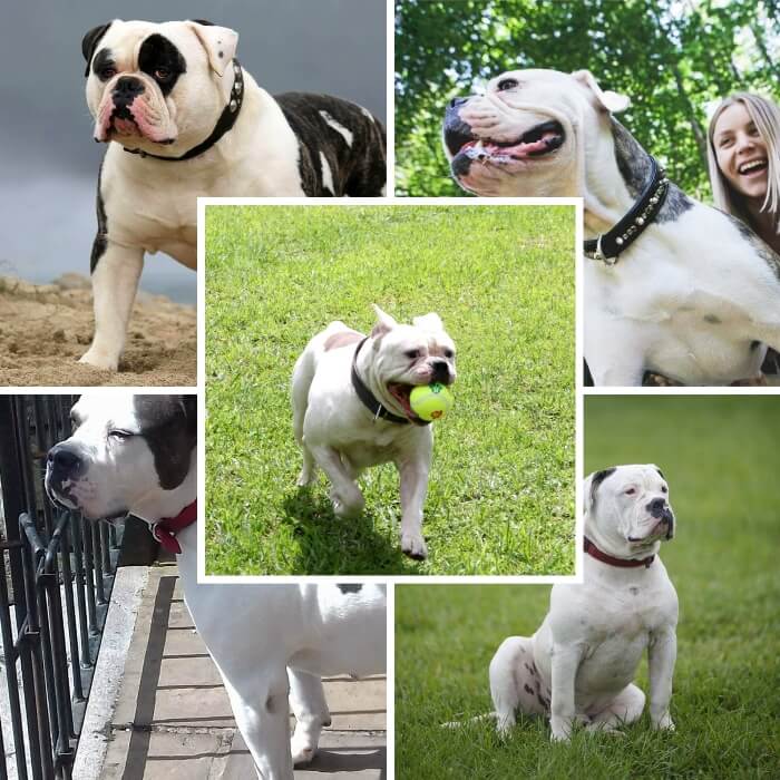 bulldog americano corriendo con una pelota en la boca